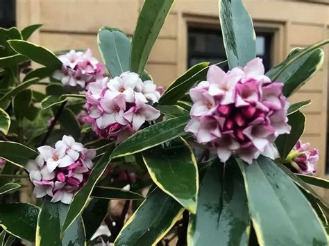 好種會香的花|開花最香的「5種花」，家裡養一盆，滿屋飄香，養庭院，十里飄。